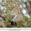 satyrium ledereri tovuz copula1